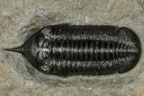 Prone Morocconites Trilobite Fossil - Ofaten, Morocco #359485-1